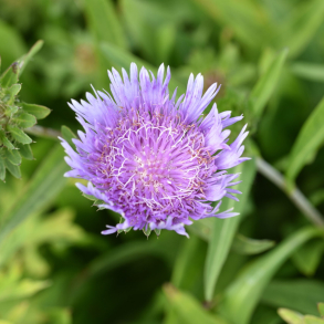Stokesia laevis Lewis Blue - Stokesia