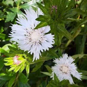 Stokesia laevis Trumerei - Stokesia
