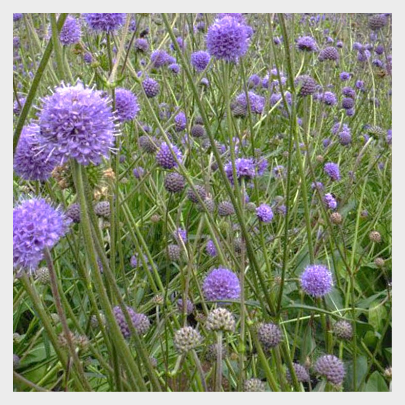Succisa pratensis - Djvelsbid