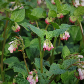 Symphytum Hidcote Pink - Kulsukker