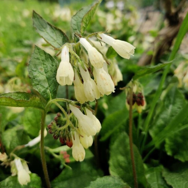 Symphytum grandiflorum - Kulsukker