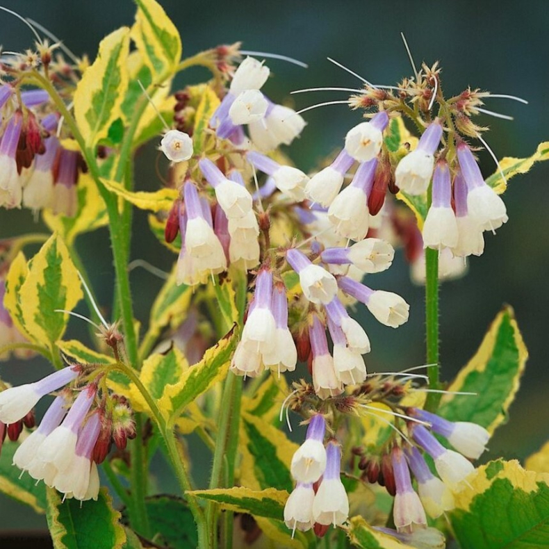 Symphytum grandiflorum Goldsmith - Kulsukker