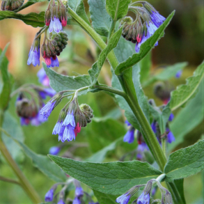 Symphytum grandiflorum Hidcote Blue - Kulsukker