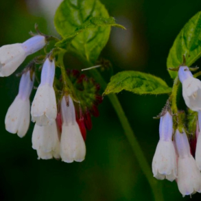 Symphytum grandiflorum Wisley Blue - Kulsukker