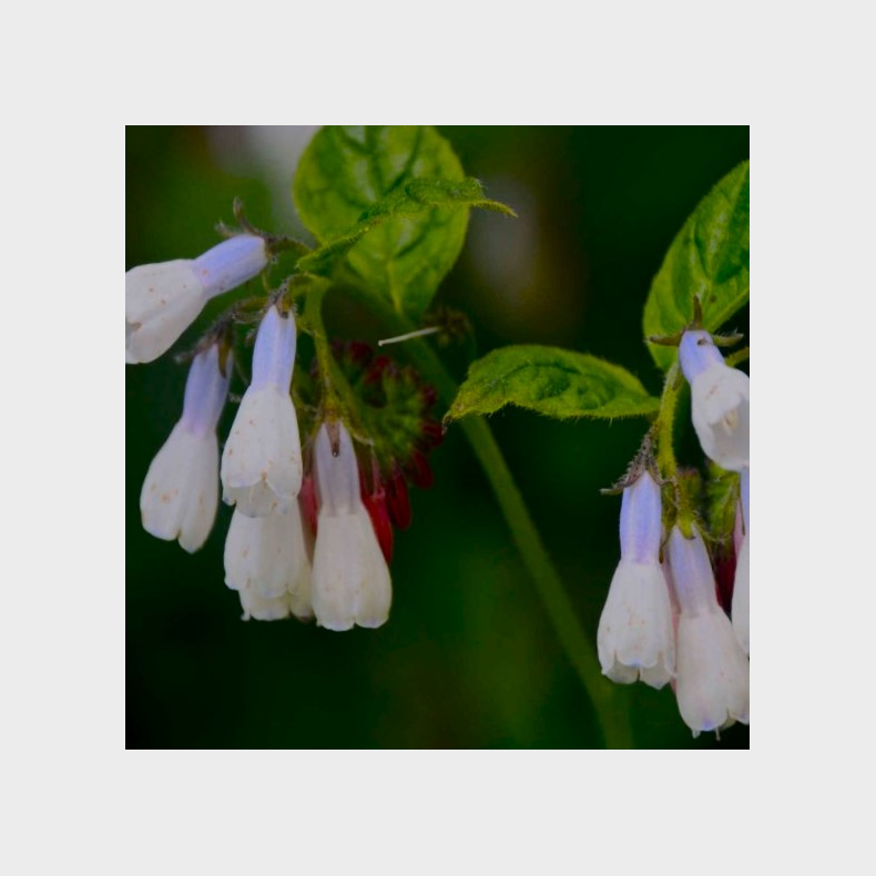 Symphytum grandiflorum Wisley Blue - Kulsukker