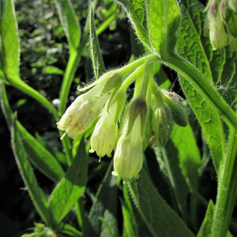 Symphytum officinale Bumblebee Creme - Lge kulsukker