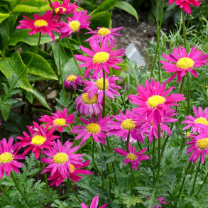 Tanacetum coccineum Radiant Deep Pink - Rosenkrave