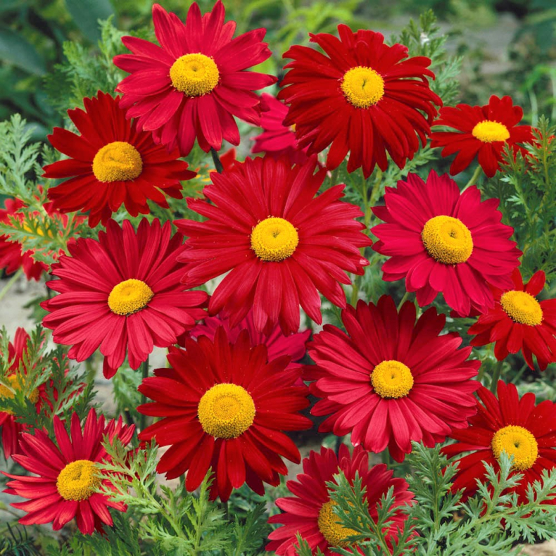 Tanacetum coc. Robinson's Red - Rosenkrave