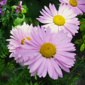 Tanacetum coc. Robinson's Rose - Rosenkrave