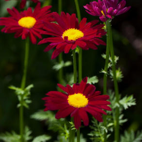 Tanacetum coccineum James Kelway - Rosenkrave