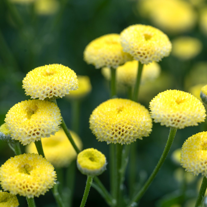 Tanacetum parthenium Amazone - Matrem