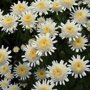 Tanacetum parthenium Selma Star - Matrem fyldt