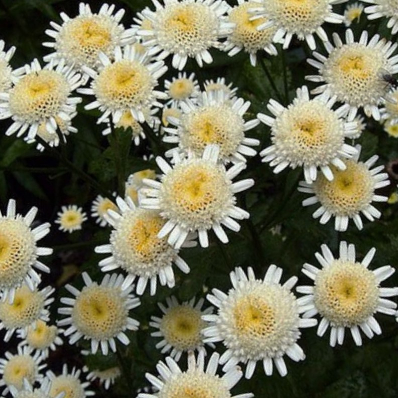 Tanacetum parthenium Selma Star - Matrem fyldt