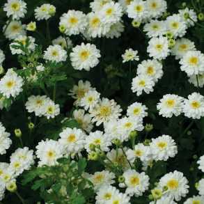 Tanacetum parthenium Tetra White - Matrem helfyldt