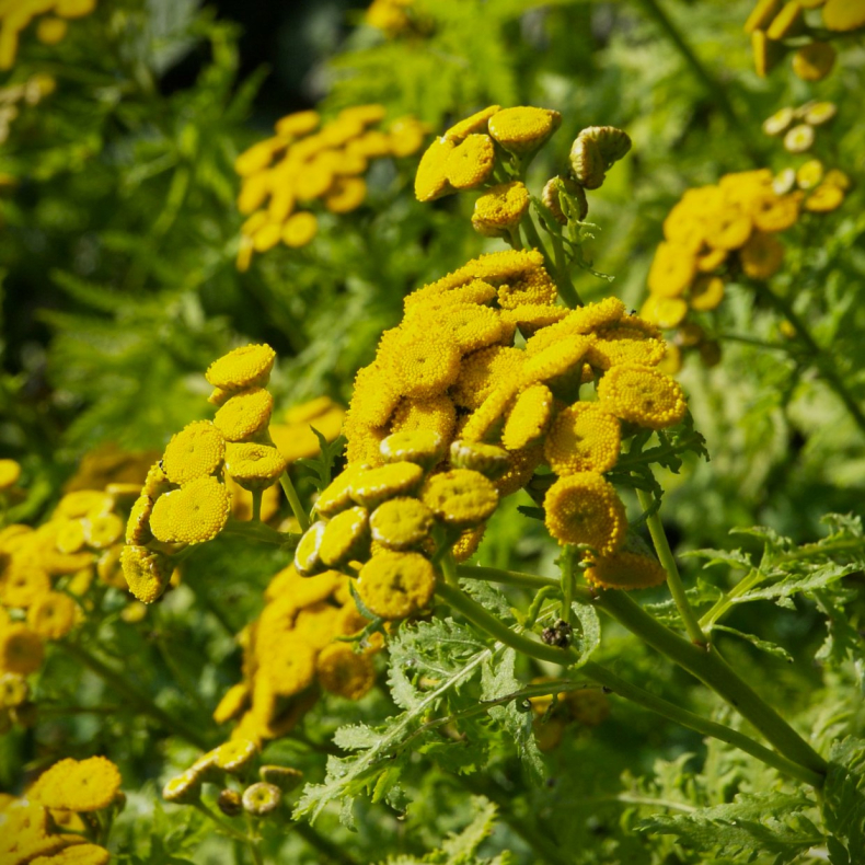 Tanacetum vulgare Isla Gold - Gulbladet Rejnfan