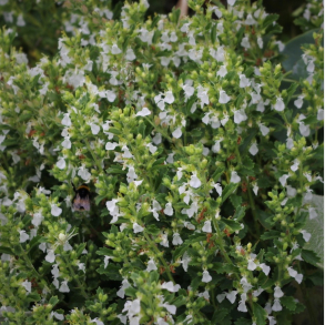Teucrium chamaedrys Album - Kortlbe