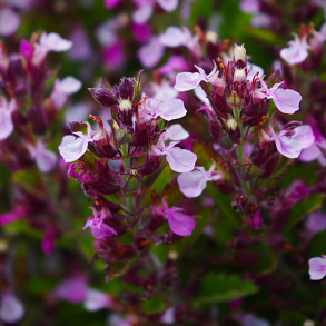 Teucrium chamaedrys Nanum - Kortlbe