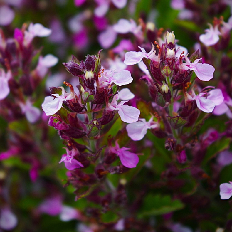 Teucrium chamaedrys Nanum - Kortlbe