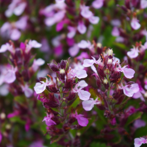 Teucrium chamaedrys - Kortl�be