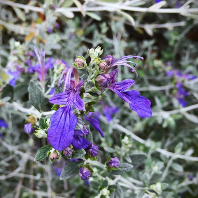 Teucrium fruticans Indyho - Kortl�be 