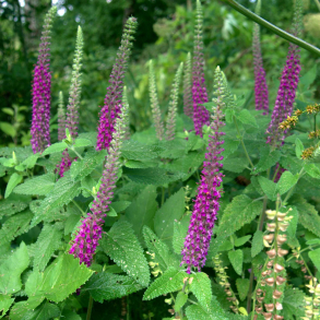 Teucrium hyrcanicum - Kortlbe 