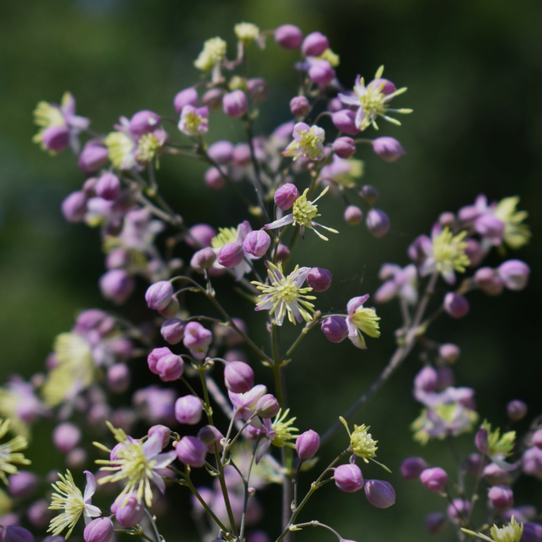 Thalictrum Elin - Frstjerne 2 Liter potte