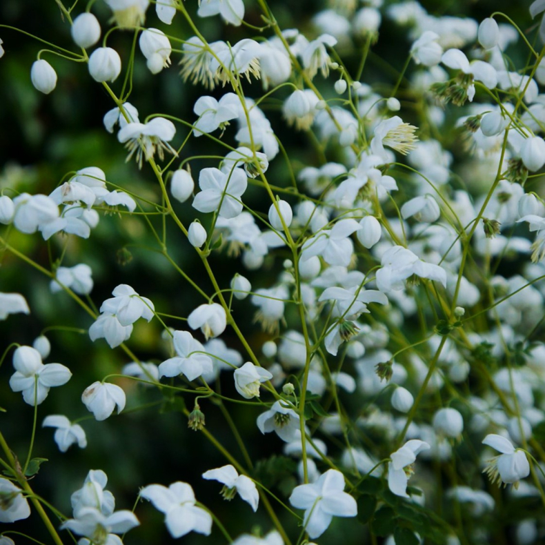 Thalictrum Splendide White - Violfr�stjerne1.5L