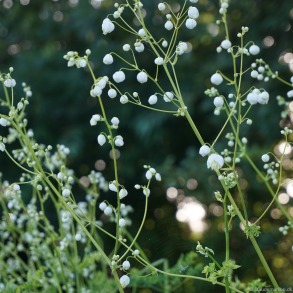 Thalictrum Splendide White - Violfr�stjerne