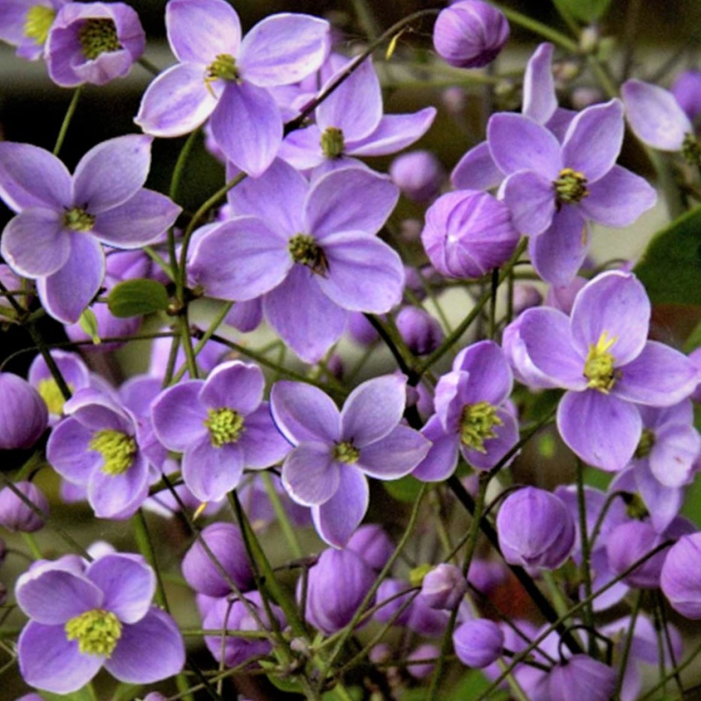 Thalictrum Splendide - Violfrstjerne