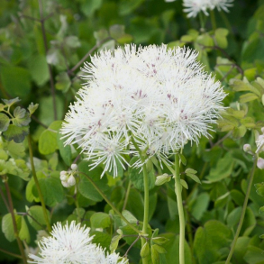 Thalictrum aquilegifolium White Clouds - Akelejefr�stjerne 1,5L