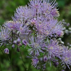 Thalictrum aquilegifolium - Akelejefr�stjerne