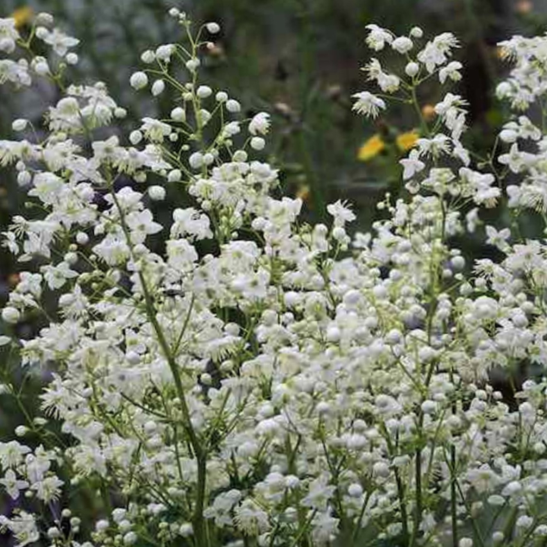 Thalictrum delavayi Album -  Violfrstjerne 1L