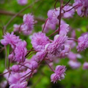 Thalictrum delavayi Hewitt's Double - Violfr�stjerne 1L