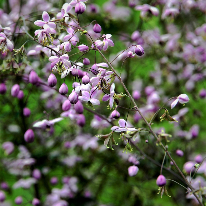 Thalictrum delavayi - Violfrstjerne