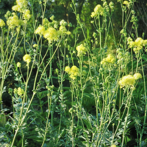 Thalictrum flavum subsp. glaucum - Gul Frstjerne