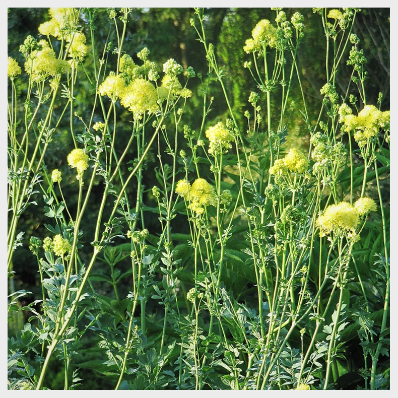 Thalictrum flavum subsp. glaucum - Gul Frstjerne