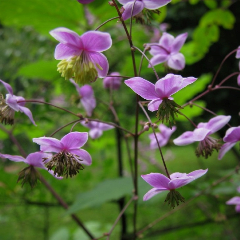 Thalictrum rochebrunianum - Klokkefr�stjerne 2L