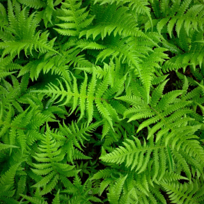 Thelypteris palustris - K�rmangel�v 