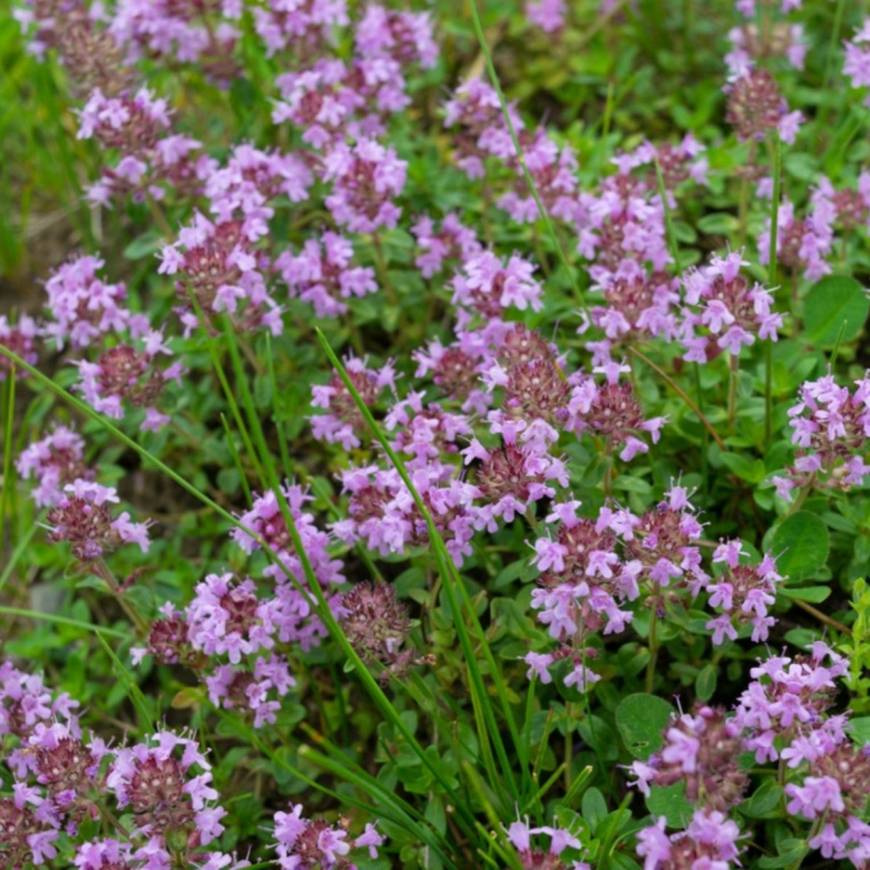 Thymus serpyllum Elfin - Krybende timian