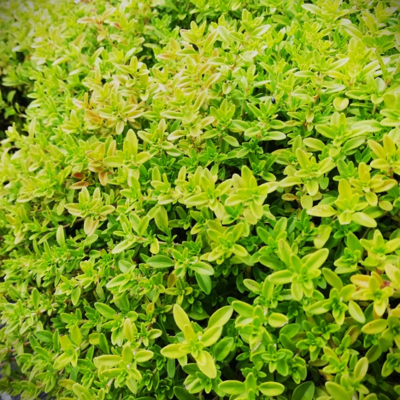 Thymus citriodorus Aureus - Citrontimian