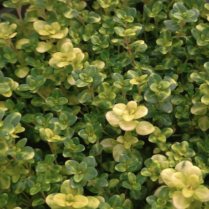  Thymus citriodorus Doone Valley - Citrontimian 