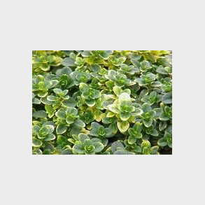  Thymus citriodorus Doone Valley - Citrontimian 