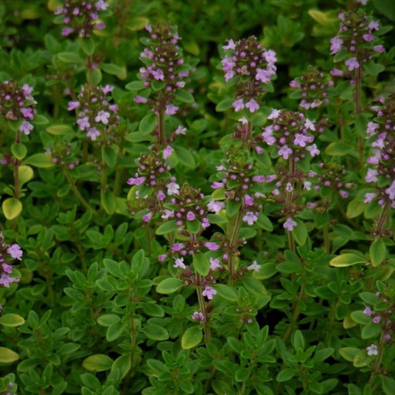  Thymus citriodorus  E.B Anderson - Citrontimian