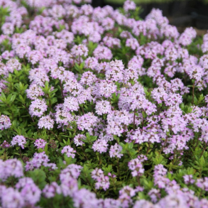 Thymus longicaulis Odoratus - Langbladet Timian