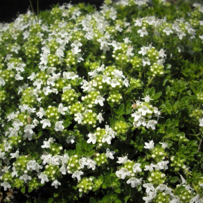 Thymus praecox Albiflorus - Krybende timian