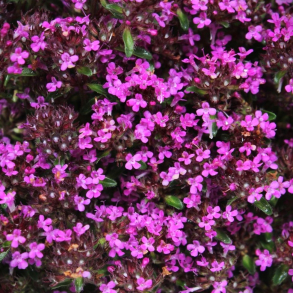 Thymus praecox Coccineus - Krybende timian