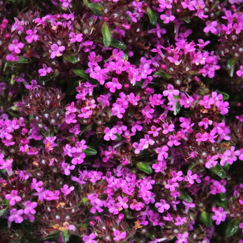 Thymus praecox Coccineus - Krybende timian