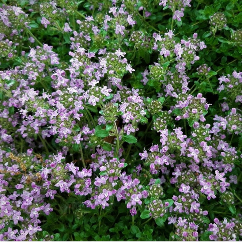 Thymus praecox Pink Chintz - Krybende timian