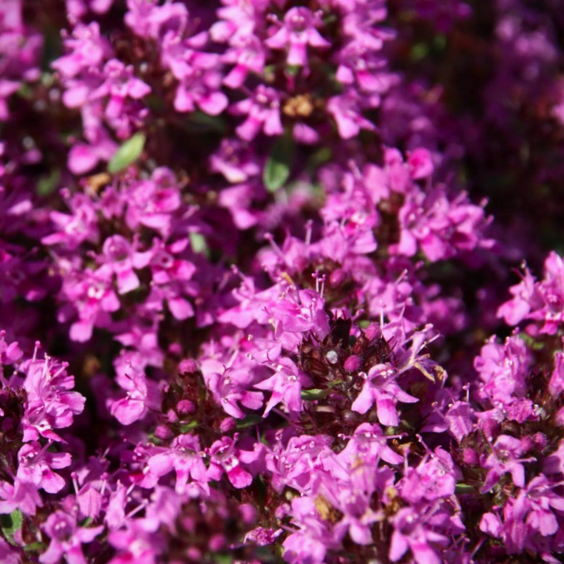 Thymus praecox Red Carpet - Krybende timian
