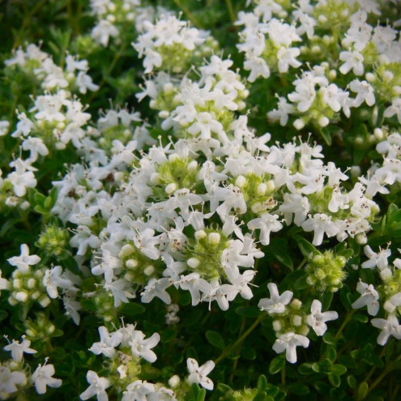 Thymus praecox citriodorus Amade - Krybende timian